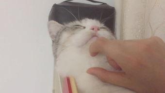 喵星人在线观看,萌宠奇遇记,在线观看带你领略萌宠魅力 第3张 喵星人在线观看,萌宠奇遇记,在线观看带你领略萌宠魅力 第3张